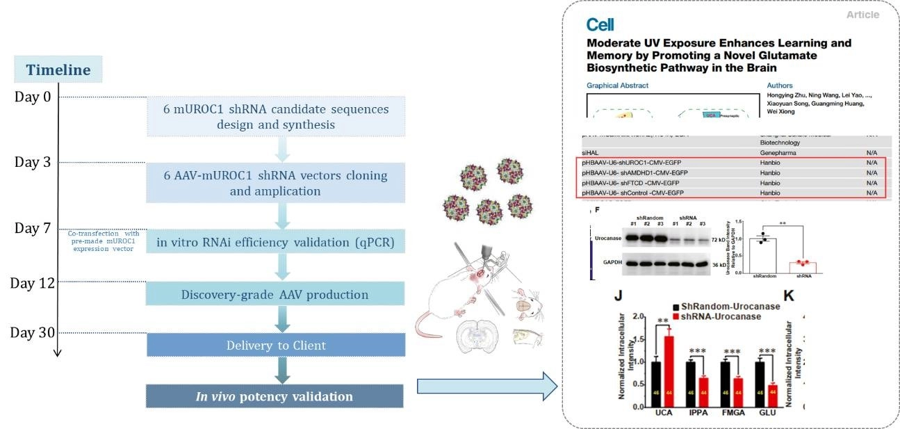 AAV-опосредованная UROC1-RNAi в гиппокампе мыши