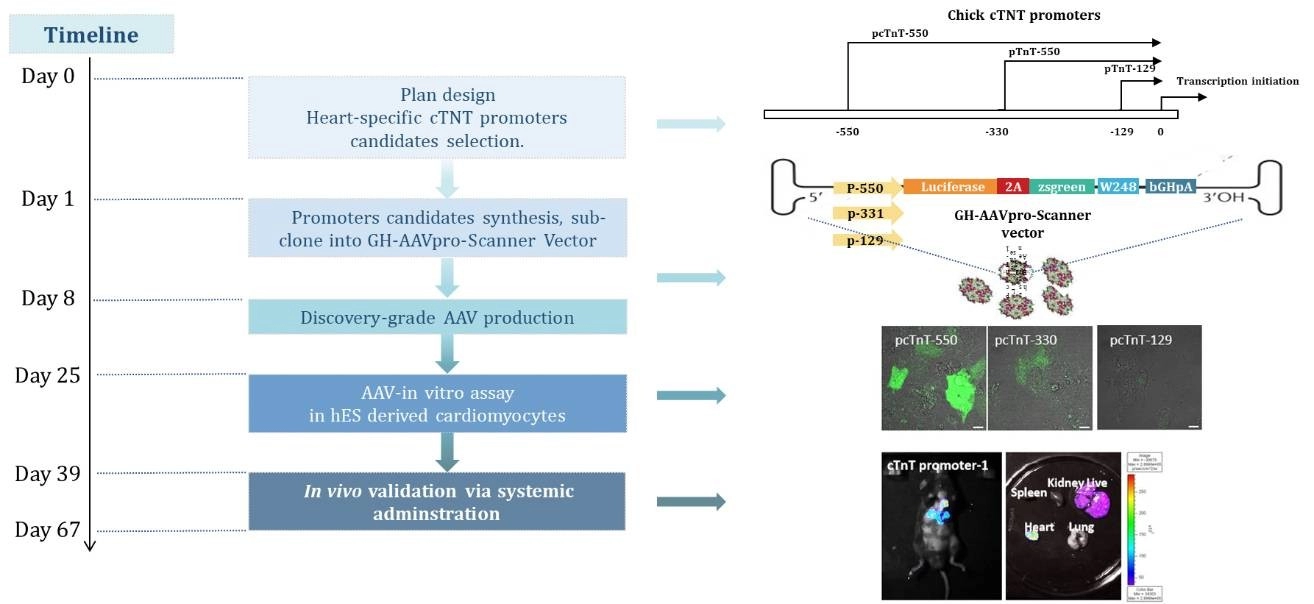 Разработка экспрессионного вектора AAV, специфичного для сердца