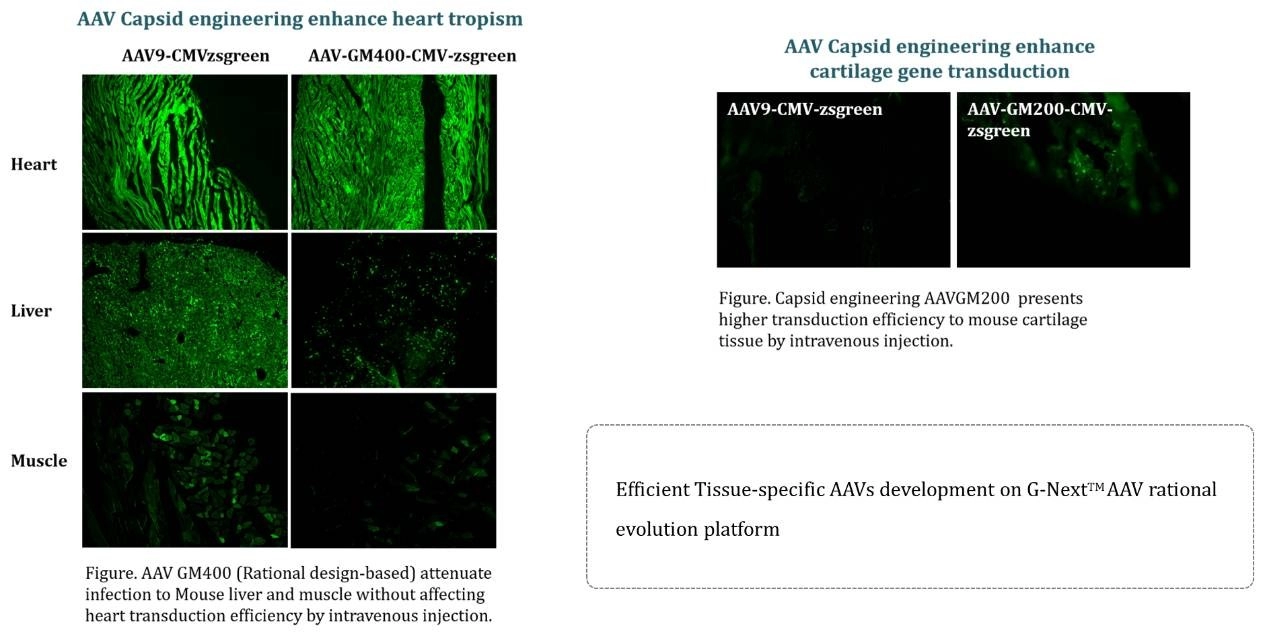Лучшая тканевая специфичность инженерного вектора AAV